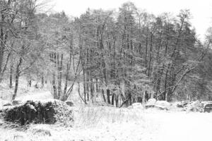 Habichtswald im Winter