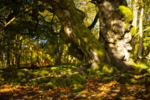 Hallo im Herbst