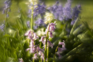 Pflanzen mit dem Helios 44-2