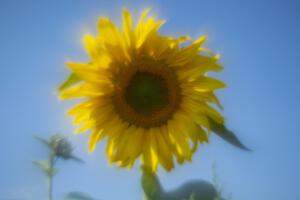 Ostheim_Helios_Sonnenblume_Web_0166