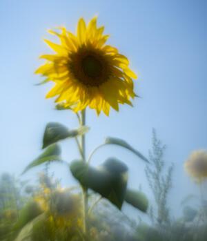 Ostheim_Helios_Sonnenblume_Web_0168