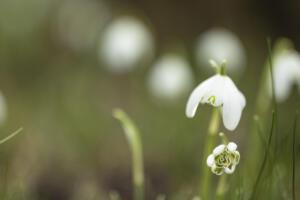 Schneegloeckchen_Helios44-2_Web_01