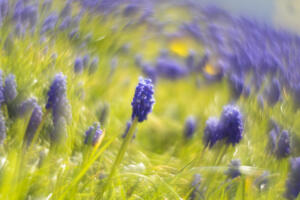 Helios 44-2 gedrehte Frontlinse