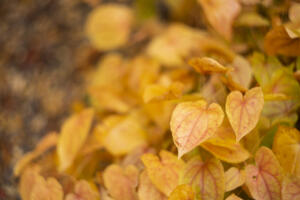 BotanischerGarten_HeliosSilberling_Web_01