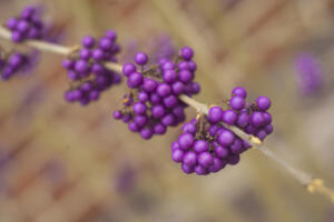 BotanischerGarten_HeliosSilberling_Web_02