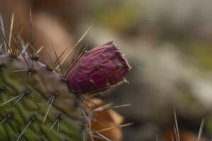 BotanischerGarten_HeliosSilberling_Web_06