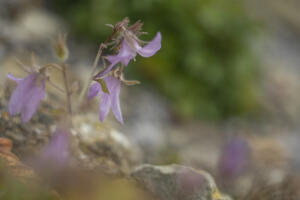 BotanischerGarten_HeliosSilberling_Web_07