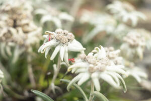 BotanischerGarten_HeliosSilberling_Web_10