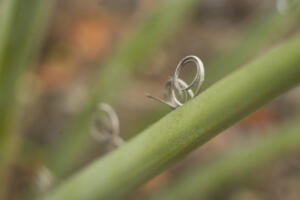 BotanischerGarten_HeliosSilberling_Web_11