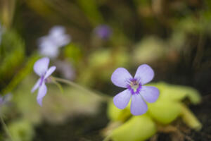 BotanischerGarten_HeliosSilberling_Web_13