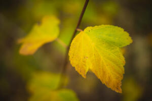 BotanischerGarten_HeliosSilberling_Web_14