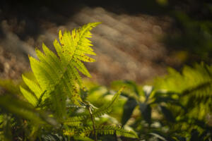 Ur-Helios 44 58 mm f2.0