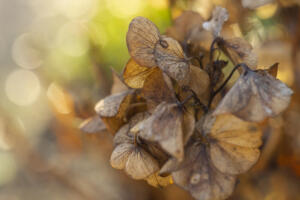 Hortensie_Helios_Web_2502