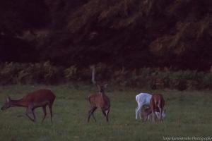 Hirschbrunft_Reinhardswald_Web_08