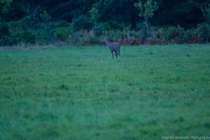 Hirschbrunft_Reinhardswald_Web_16