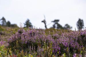 Hochheide bei Usseln 2023