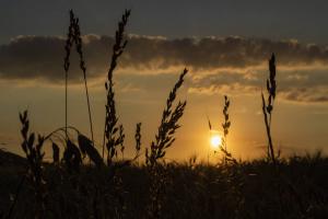 Graeser_Sonnenuntergang_Altenstädt_Web_01