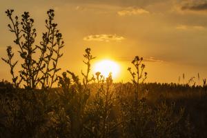 Graeser_Sonnenuntergang_Altenstädt_Web_02