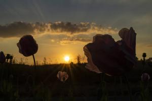 Mohnfeld_Sonnenuntergang_Altenstädt_Web_01