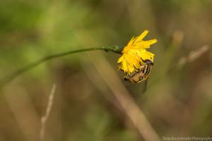 2017_Steinbruch_Sumpfschwebefliege_Web_02