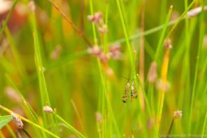 2018_Steinbruch_Skorpionsfliege_Web_02