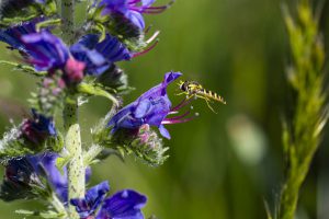 Fliegen