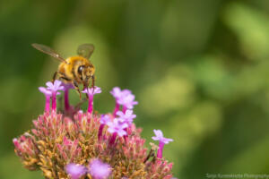 Bienen