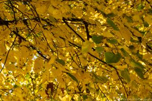 Kassel_Karlsaue_Herbst_Web_04