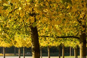 Kassel_Karlsaue_Herbst_Web_05