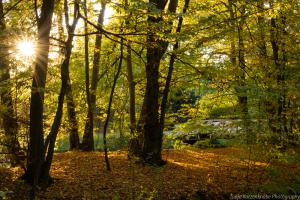 Kassel_Karlsaue_Herbst_Web_35