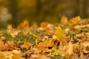 Kassel_Karlsaue_Herbst_Web_43