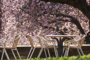 Kassel_Kirschbluete_web015