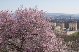 Kassel_Kirschbluete_web019