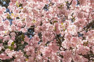 Kassel_Kirschbluete_web027