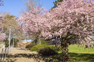 Kassel_Kirschbluete_web_55