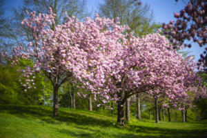 Kirschblüte Waldau