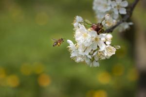 Kirschblüte im Werra-Meißner-Kreis