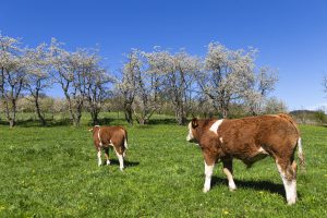 Kirschwanderwege 1&2