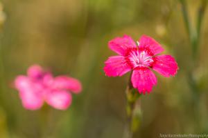 LangesFeld_Buschnelke_Web_01