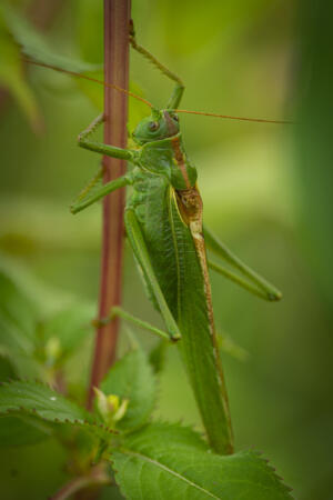 LangesFeld_Gruenes_Heupferd_Web_13