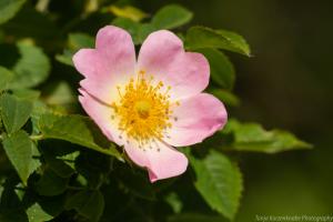 LangesFeld_Heckenrose_Web_01