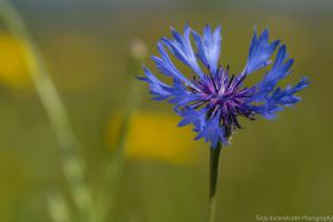 LangesFeld_Kornblume_Web_01