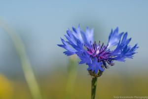 LangesFeld_Kornblume_Web_02