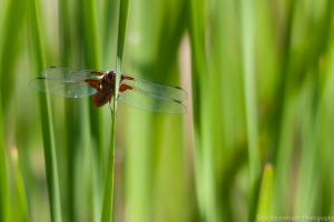 LangesFeld_Libellen_Plattbauch_Web_03