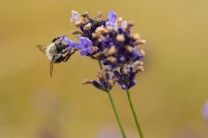 Lavendel