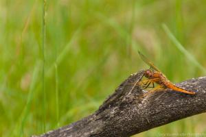 Libellen_Web_23