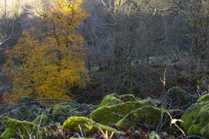 Hoher Meißner im Herbst