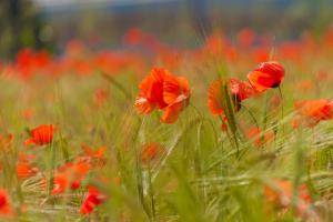 Roter Mohn