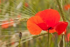 Mohn ist nicht nur rot