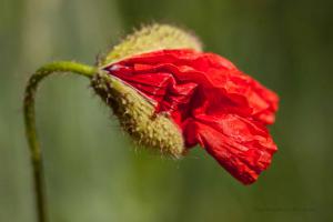 RoterMohn_Web_01